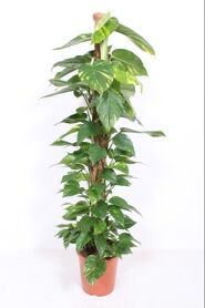 Epipr Pi Aureum