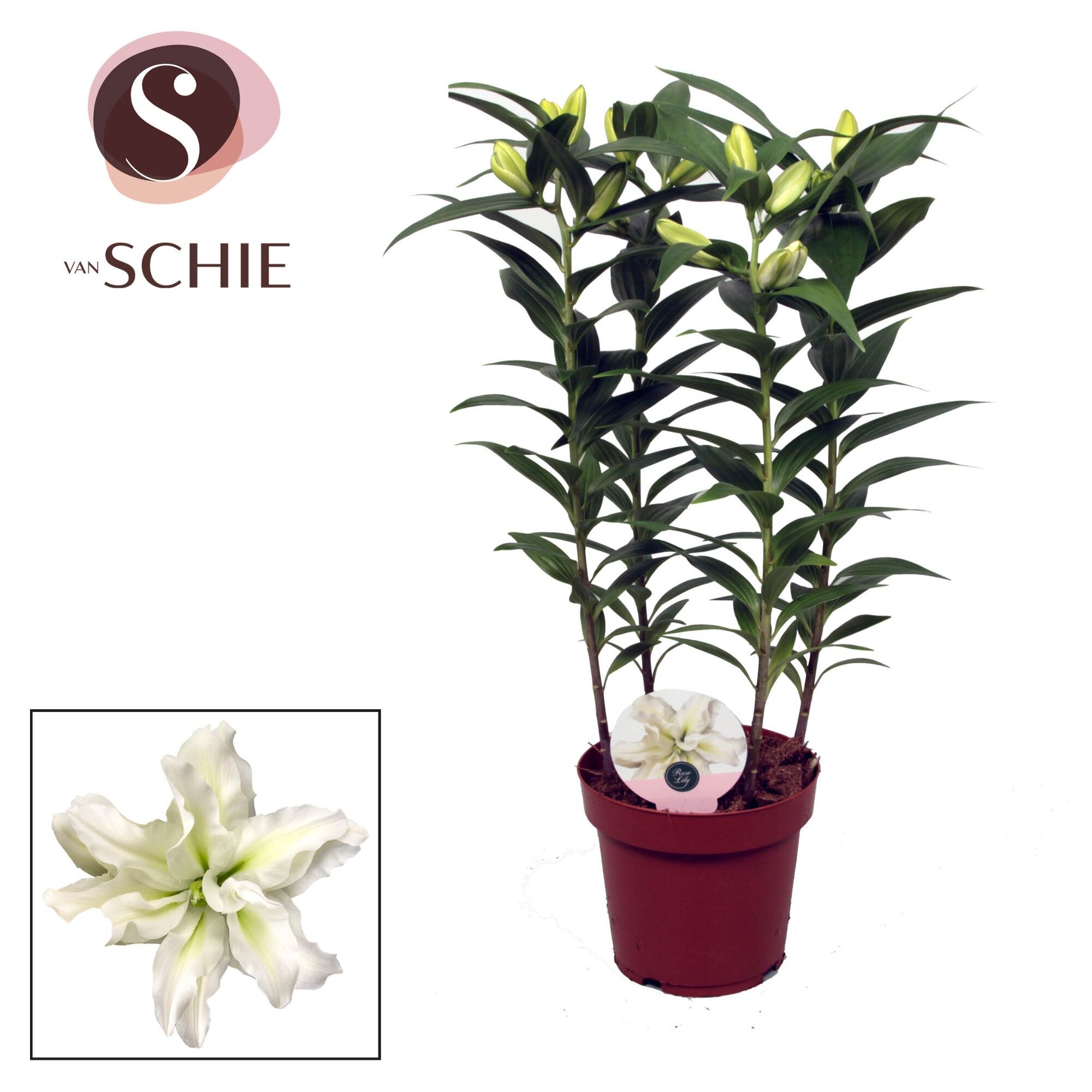 Lil Or Roselily White 4pp