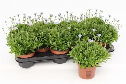 Felicia Am Felicitara Blue