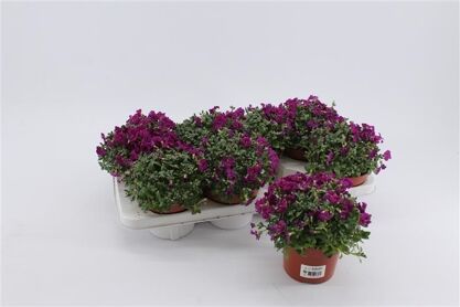 Aubrieta Royal Red