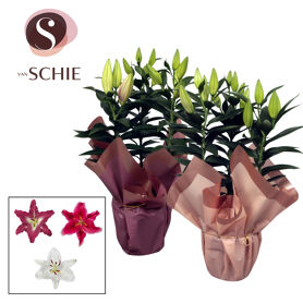 Lil Or Gemengd 3pp Colorette Blush