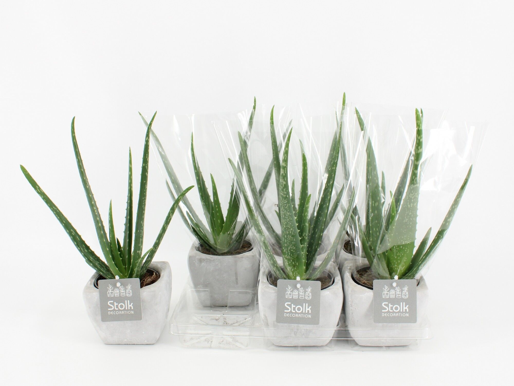 Aloe Vera Keramiek Vierkant Stone