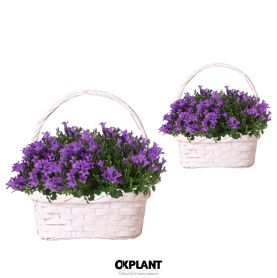 Camp Addenda Intens Purple Mand Twins