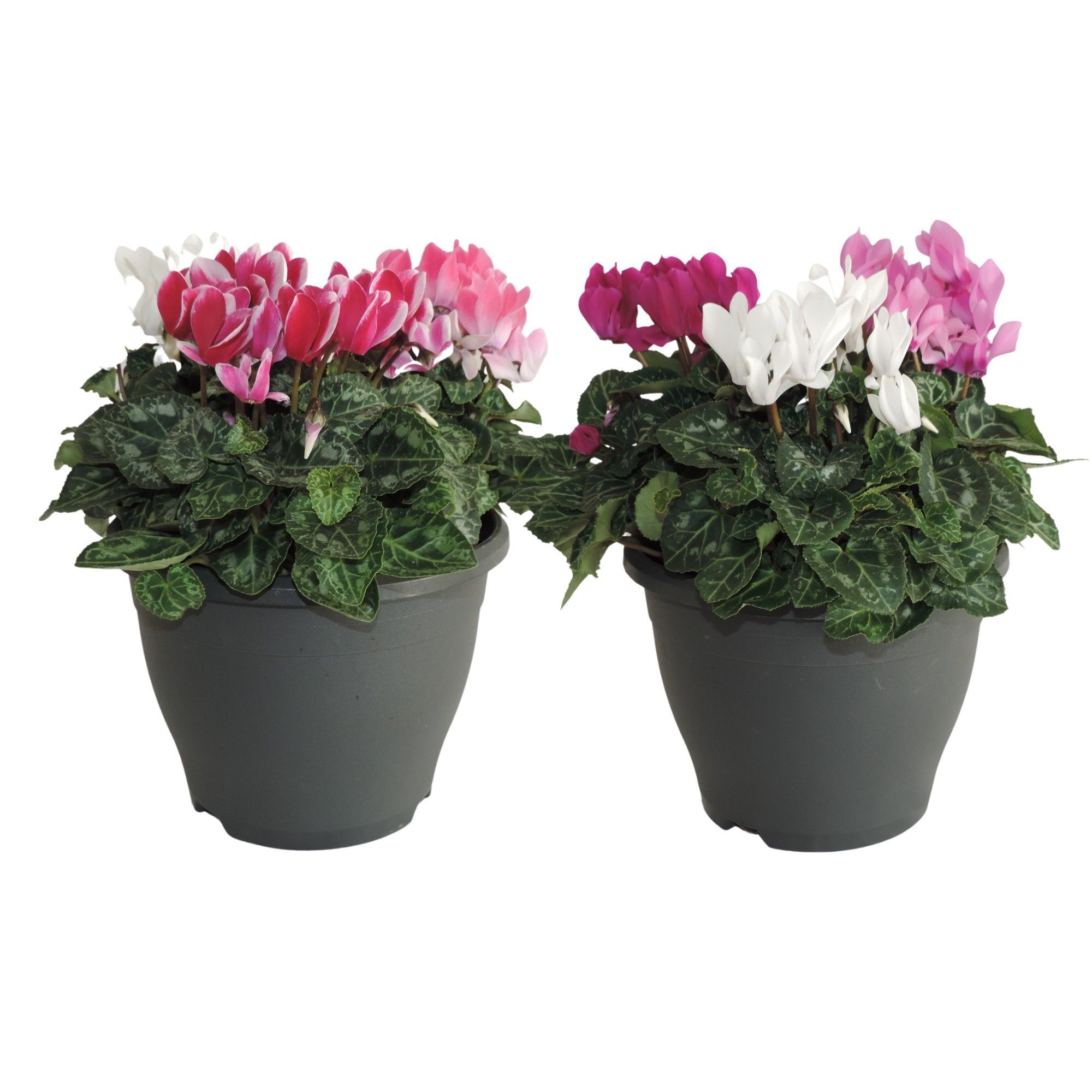 Cycl Per Gemengd Patio Pot