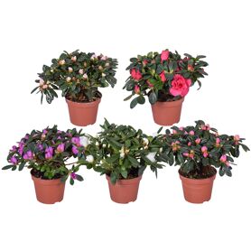 Rhodo Si Gemengd