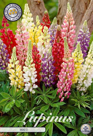 Bloembol Lupinus Gemengd (x3)