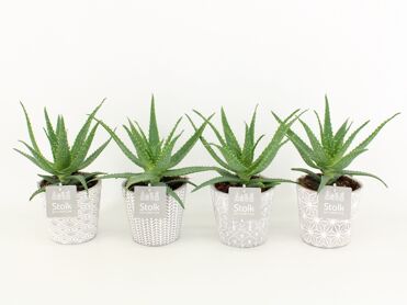 Aloe Arborescens In Star Pot
