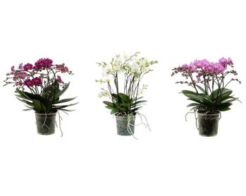 Phal Bellissimo Gemengd 2+ Tak A2