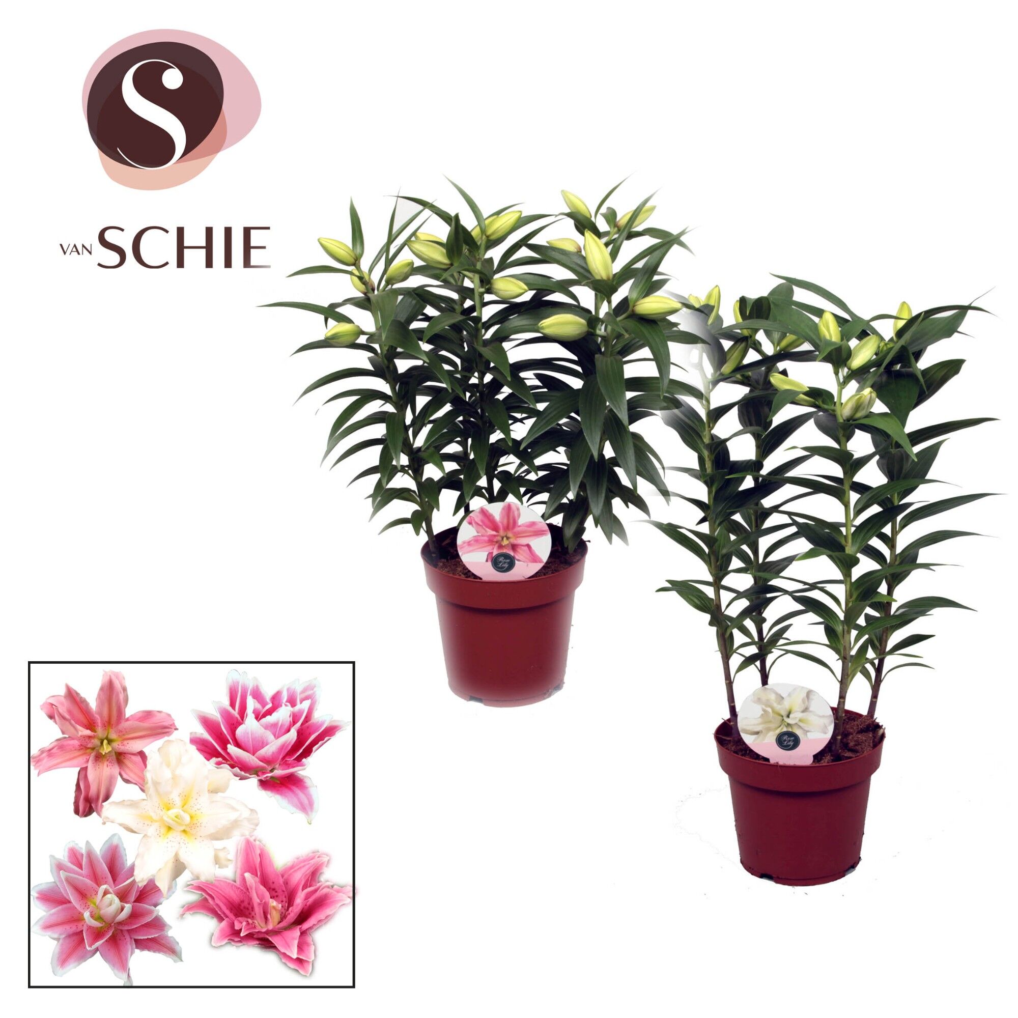 Lil Or Roselily Gemengd 4pp