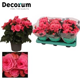 Beg Du Paars Berseba