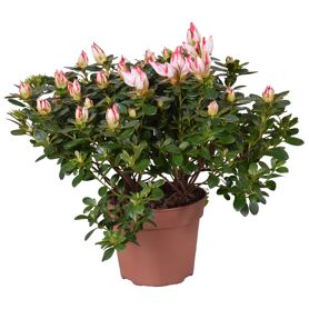 Rhodo Si Sachsenstern
