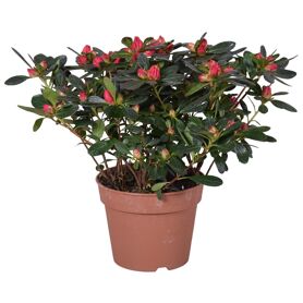 Rhodo Si Scherrer