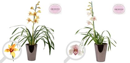 Cymbidium Gemengd 1 Tak Keramiek Brons