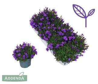 Camp Port Ambella Intense Purple