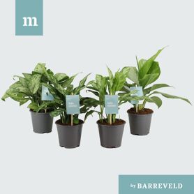 Aglaonema Gemengd