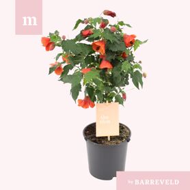 Abutilon Me Red Trumpet Stam