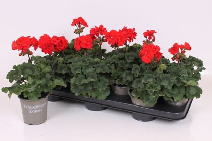Pel Zon Savanah Red