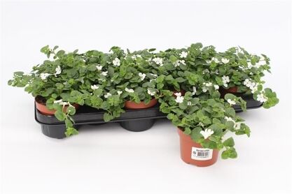 Sutt Bacopa White Showers