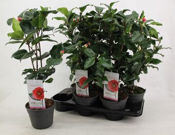 Camellia Jap Dr King 10+