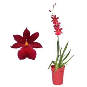 Cambria Nelly Isler Red Velvet 1 Tak