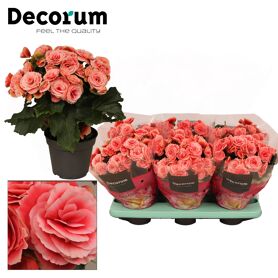 Beg Du Licht Roze Borias