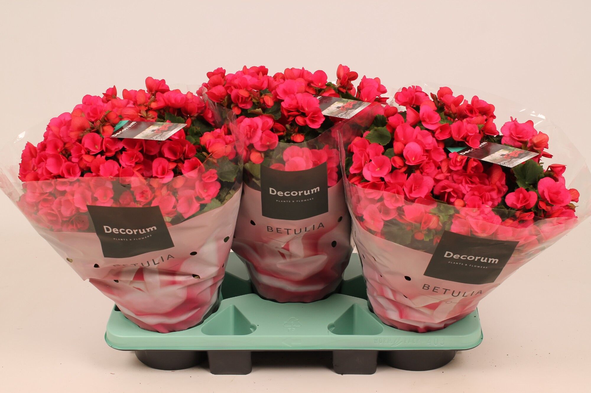 Beg Betulia Roze Outdoor
