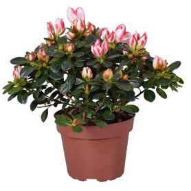 Rhodo Si Sachsenstern