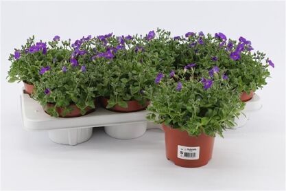 Aubrieta Gracilis Kitte Blau
