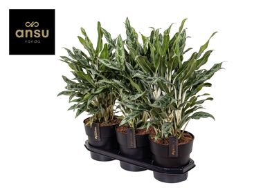 Aglaonema Greyhound