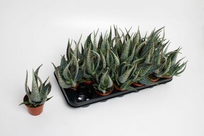 Aloe Carola