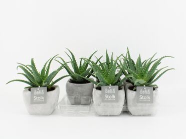 Aloe Arborescens Keramiek Stone