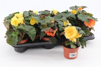 Beg Tub Tenella Geel