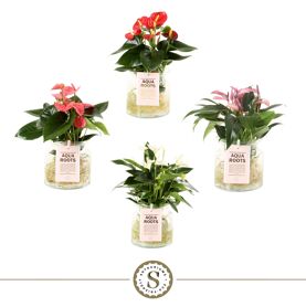 Anth A Misto 3 Colori