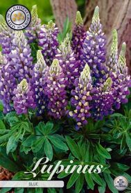 Bloembol Lupinus Blue (x1)