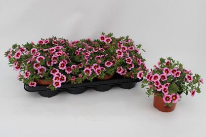 Calibrachoa Pink With Eye