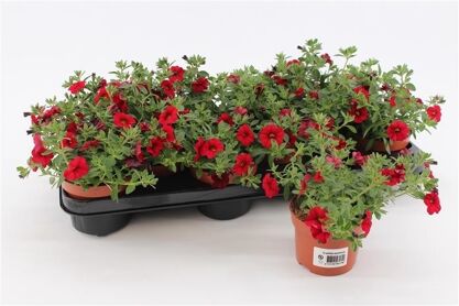 Calibrachoa Red