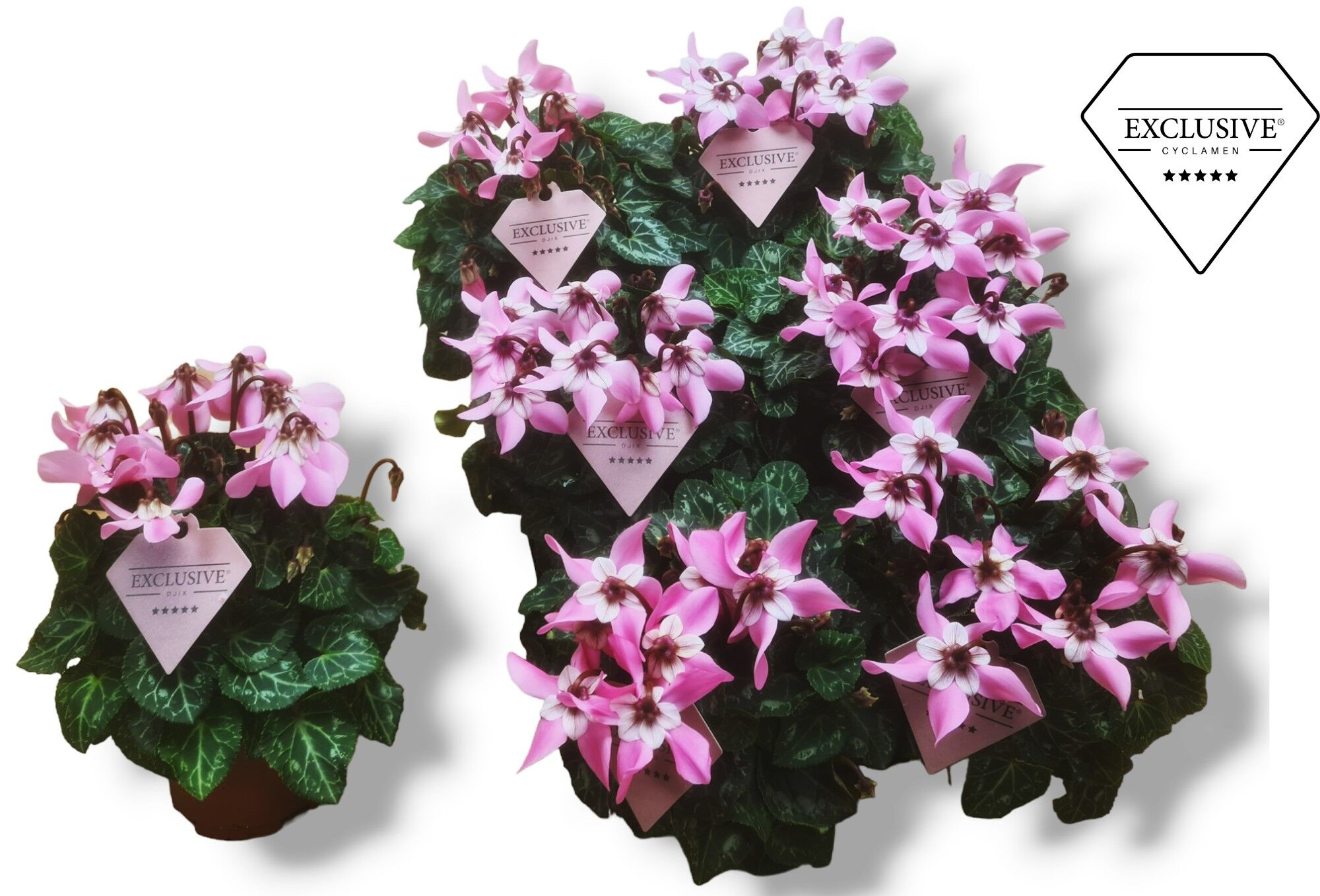 Cycl Per Ss Djix Roze Exclusive