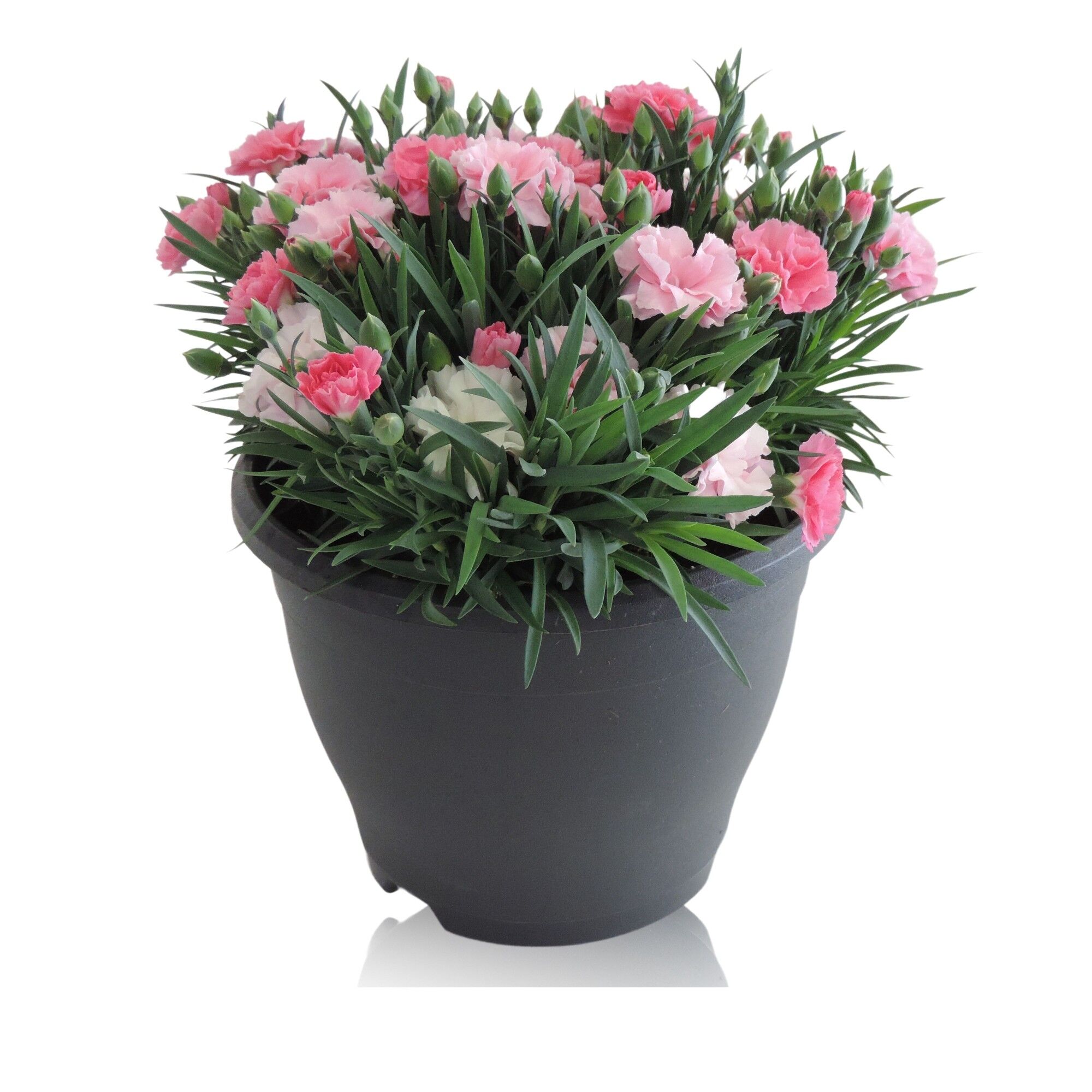 Dianthus I Love U Patio Pot