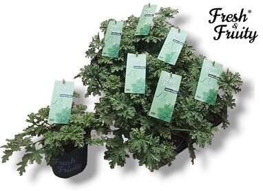 Pel Fresh&fruity Mint Fresh