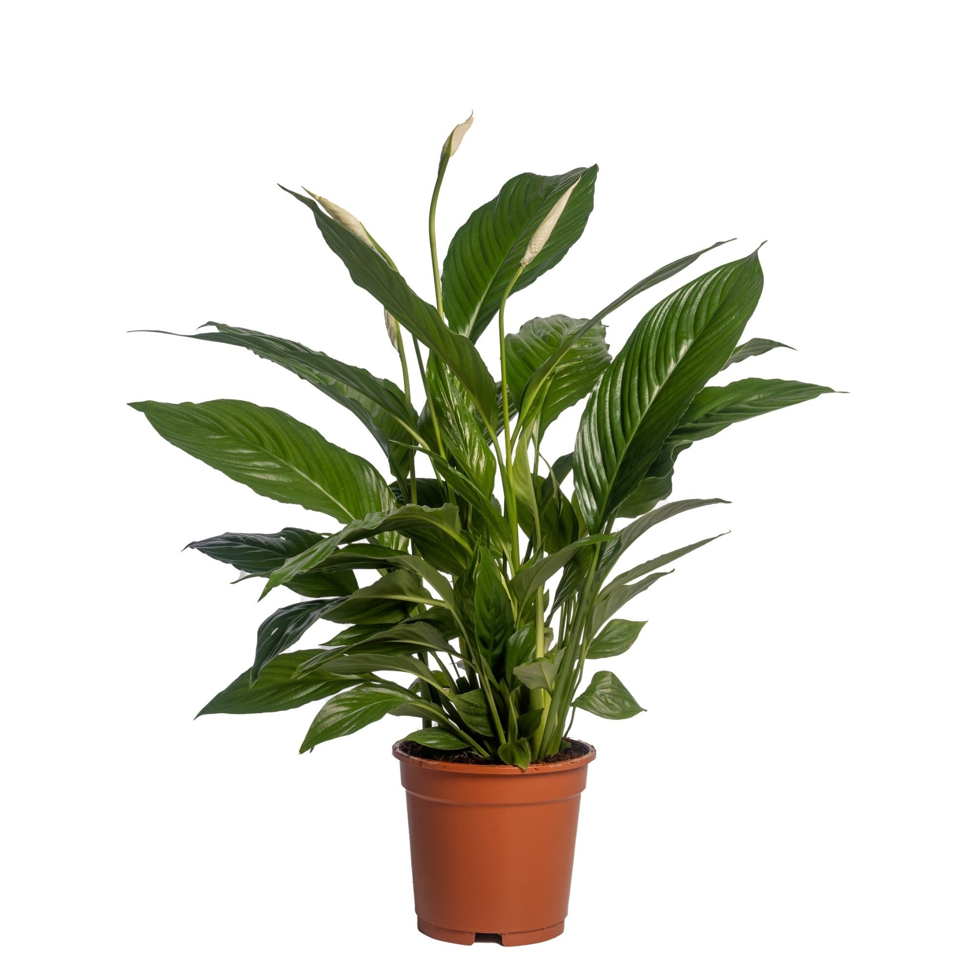 Spath Vivaldi 2+