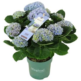 Hydr M Magical Revolution Blue 9-10 Kop