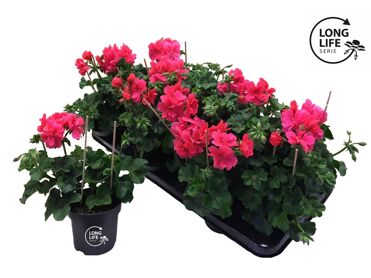 Pel Pelt Dubbel Licht Roze