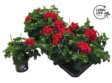 Pel Pelt Dubbel Rood