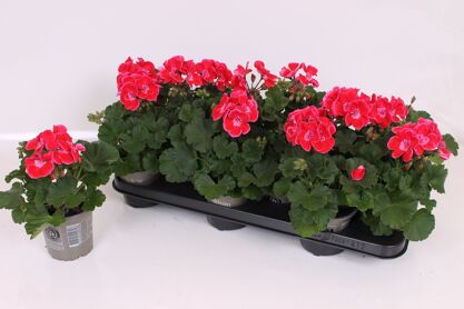 Pel Zon Texmex Ruby