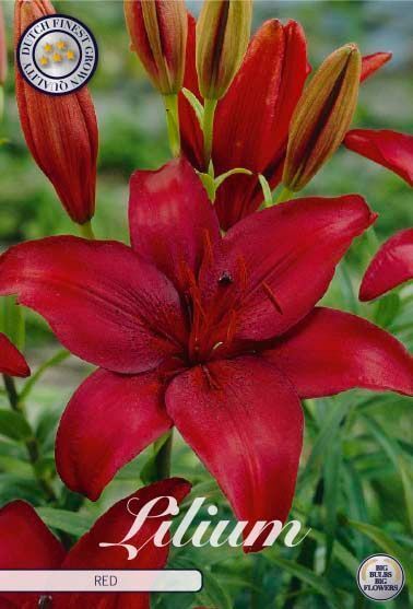 Bloembol Lilium Asiatic Red (x2) 16/18