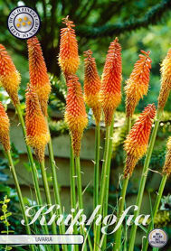 Bloembol Kniphofia Uvaria (x1)