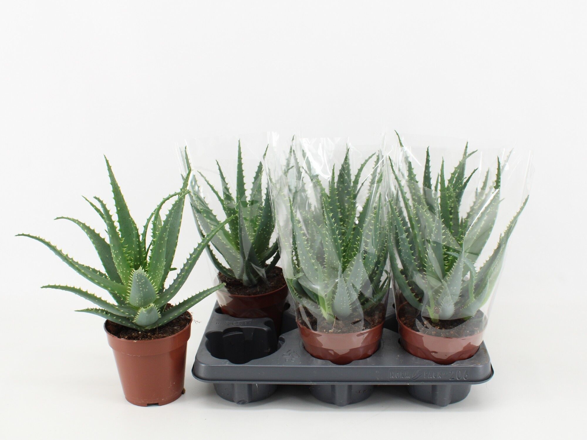 Aloe Arborescens