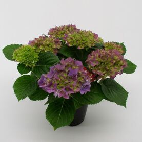 Hydr Hovaria Hobergine Paars 8-9 Kop