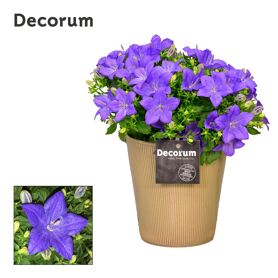 Camp Iso Napoli Keramiek Evi