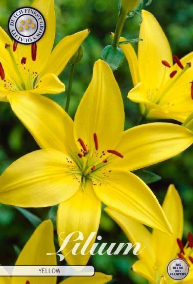 Bloembol Lilium Asiatic Yellow (x2) 16/18